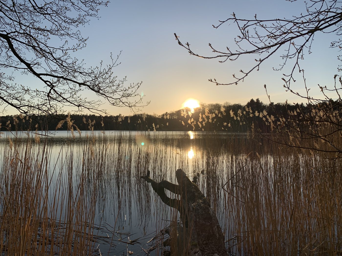 Schilfufer des Dowinsees im Abendlicht