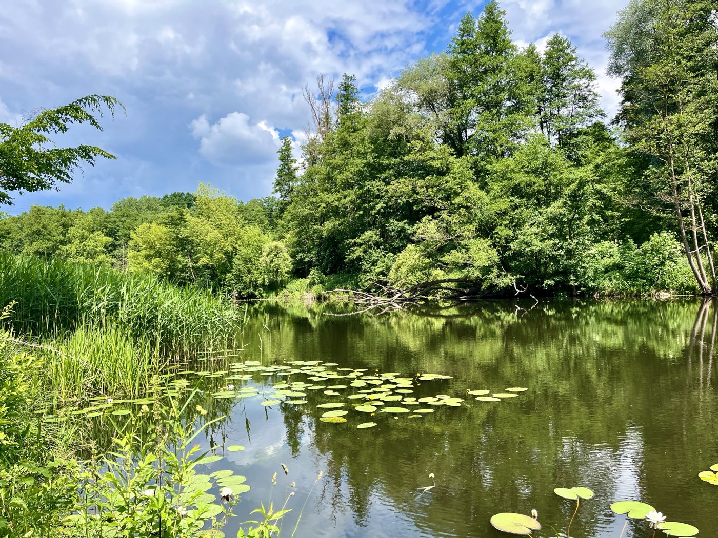 Treidelweg am Alten Finowkanal mit Wasser und Bäumen