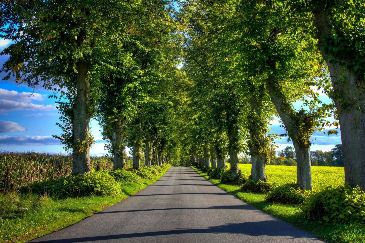 Baumallee entlang einer Landstraße bei Templin