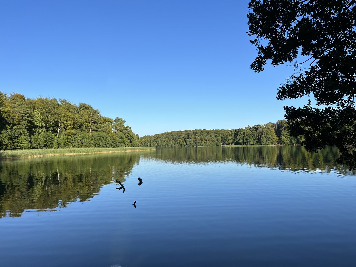 Stiller Liepnitzsee, gerahmt von dichtem Buchenwald