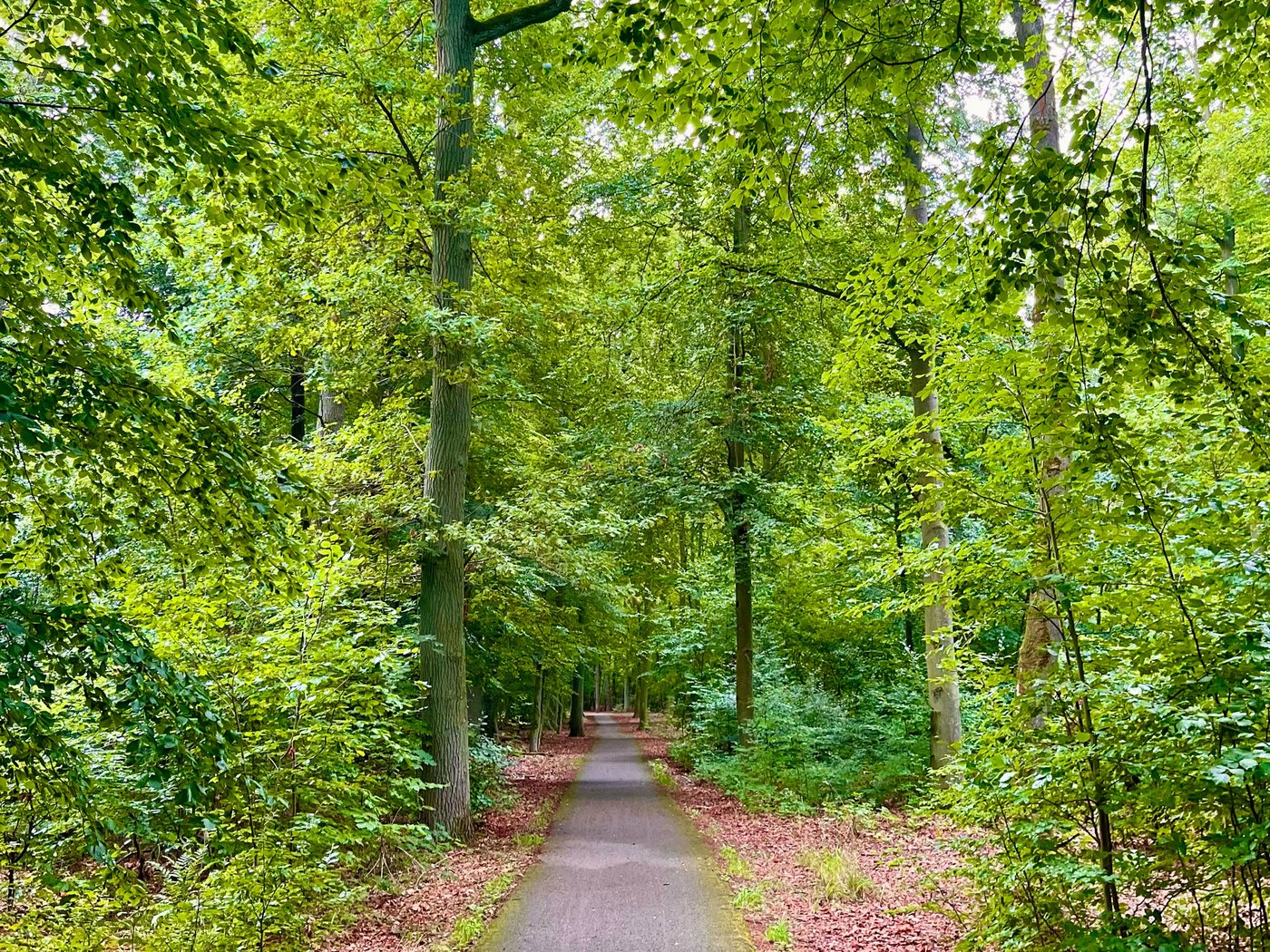 Schmaler Radweg durch lichten Laubwald am Grimnitzsee