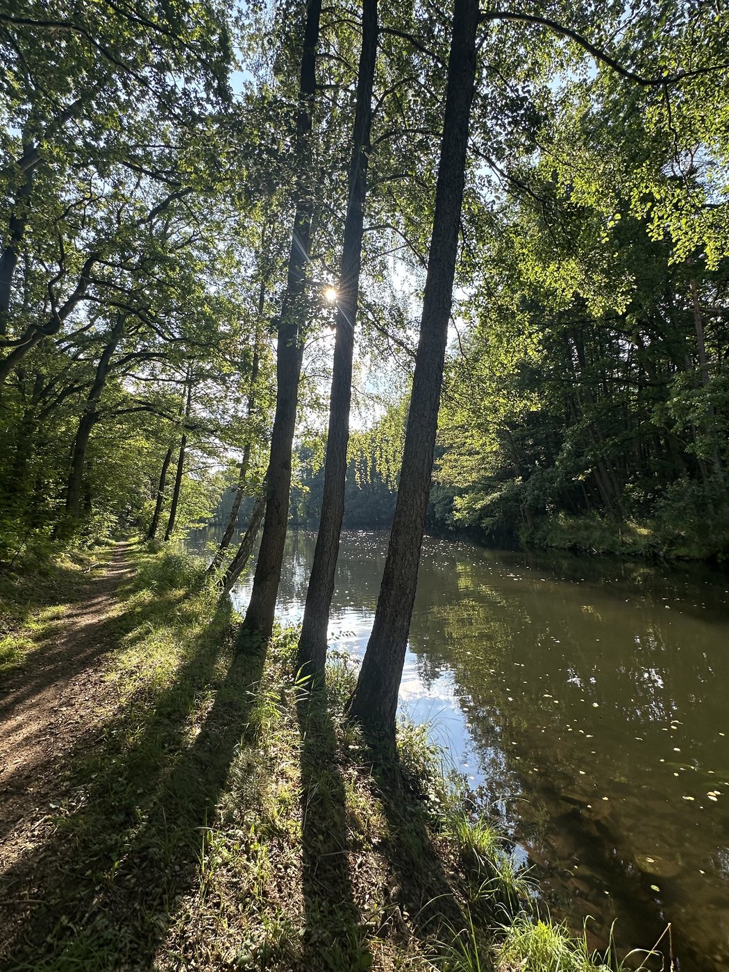 Waldweg am Werbellinkanal im Gegenlicht