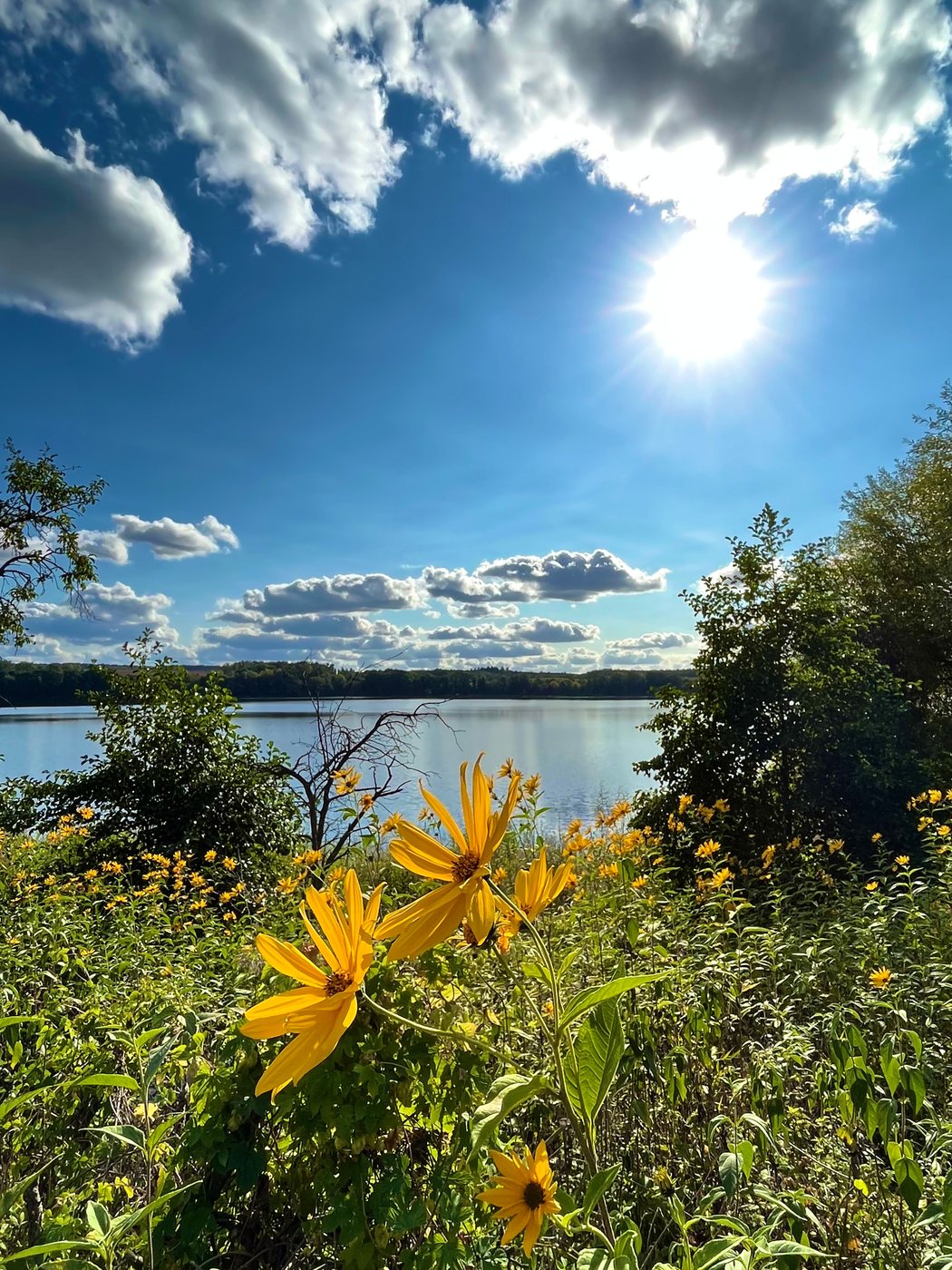 Blühende Uferwiese am Wolletzsee unter blauem Himmel