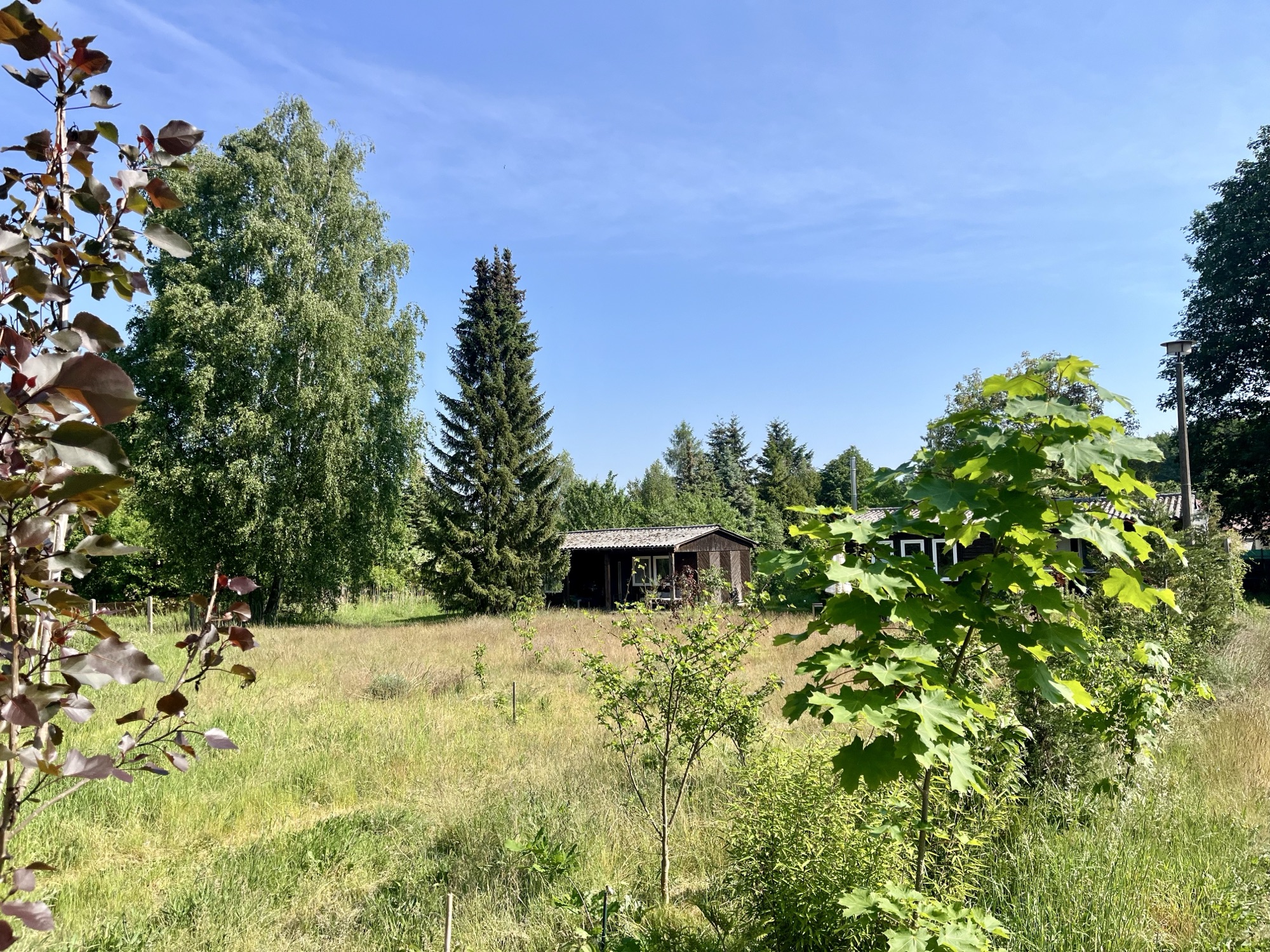 Weites Wiesengrundstück mit Birken und den Bungalows im Hintergrund