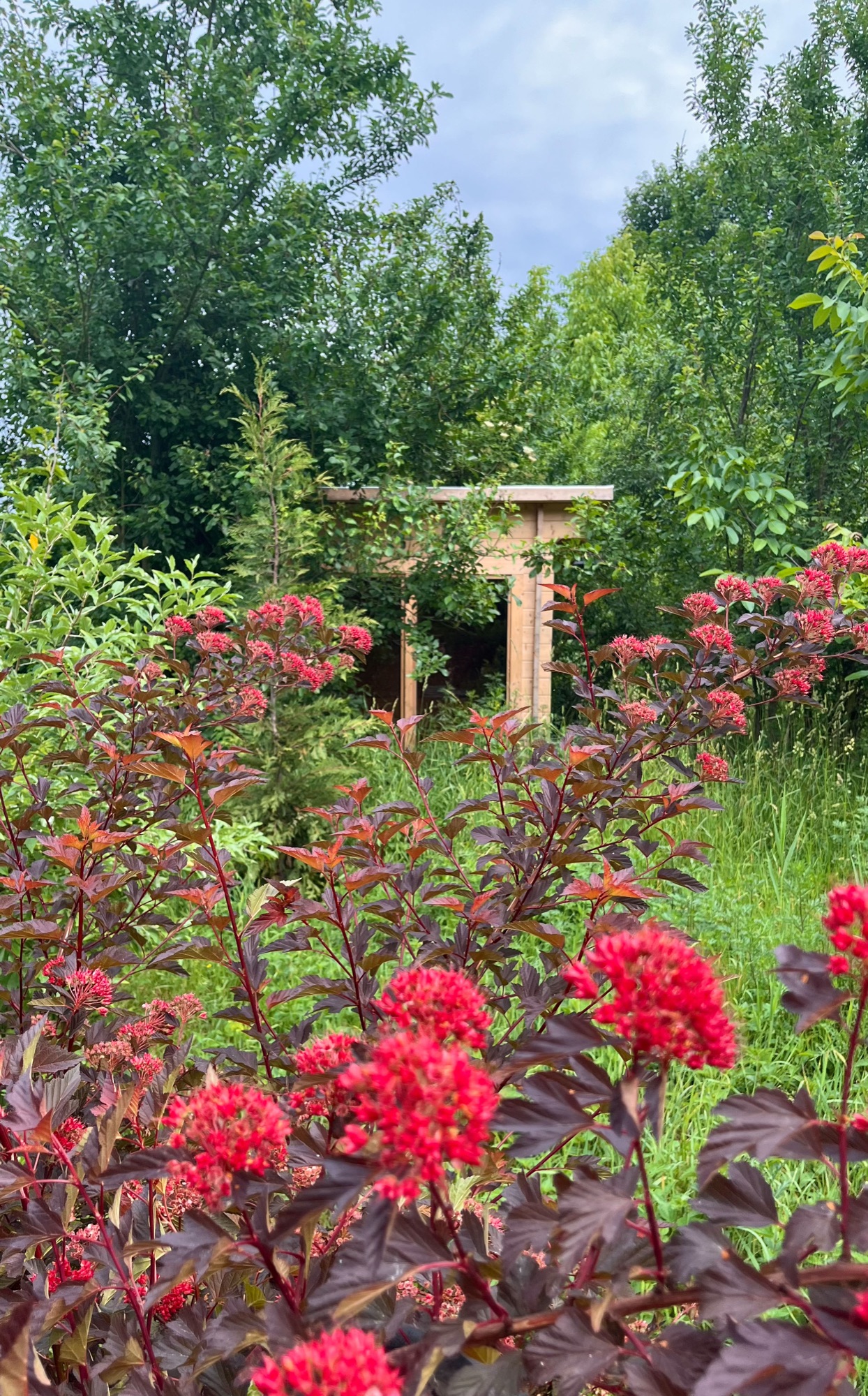 Rote Blüten im Garten vor der hölzernen Pergola