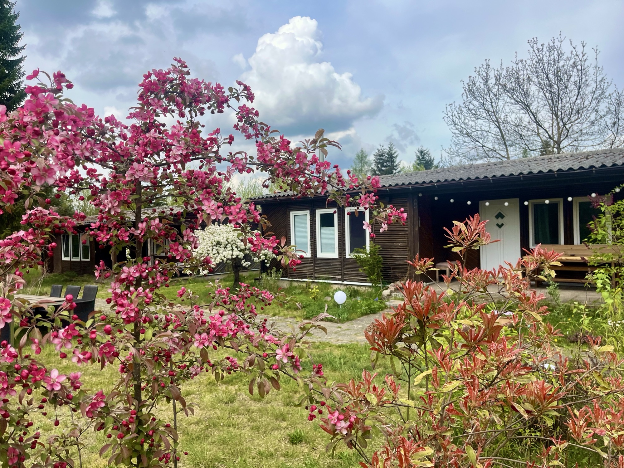 Haus 8 hinter blühendem Zierapfel
