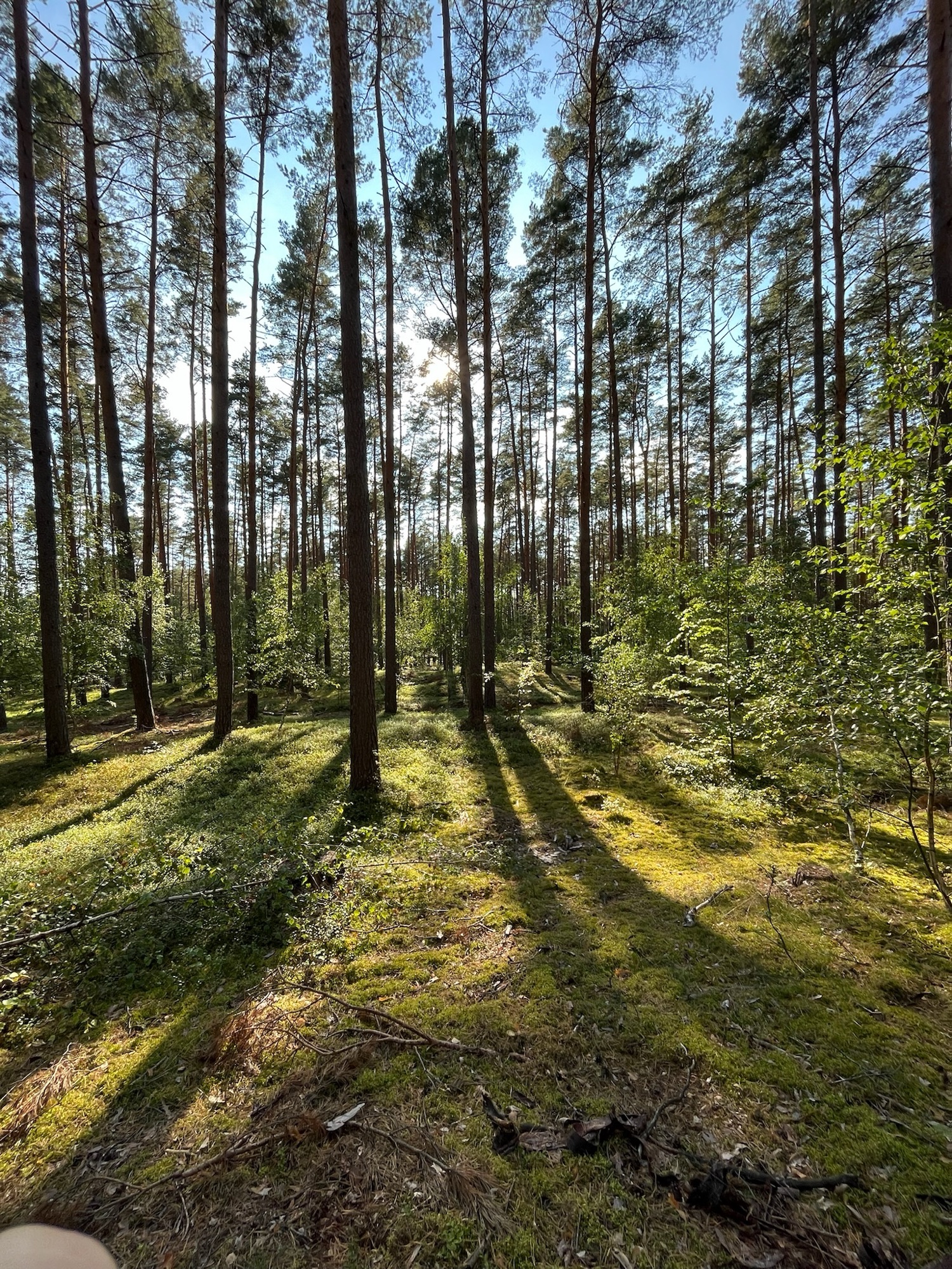 Lichter Kiefernwald mit langen Schatten am Morgen