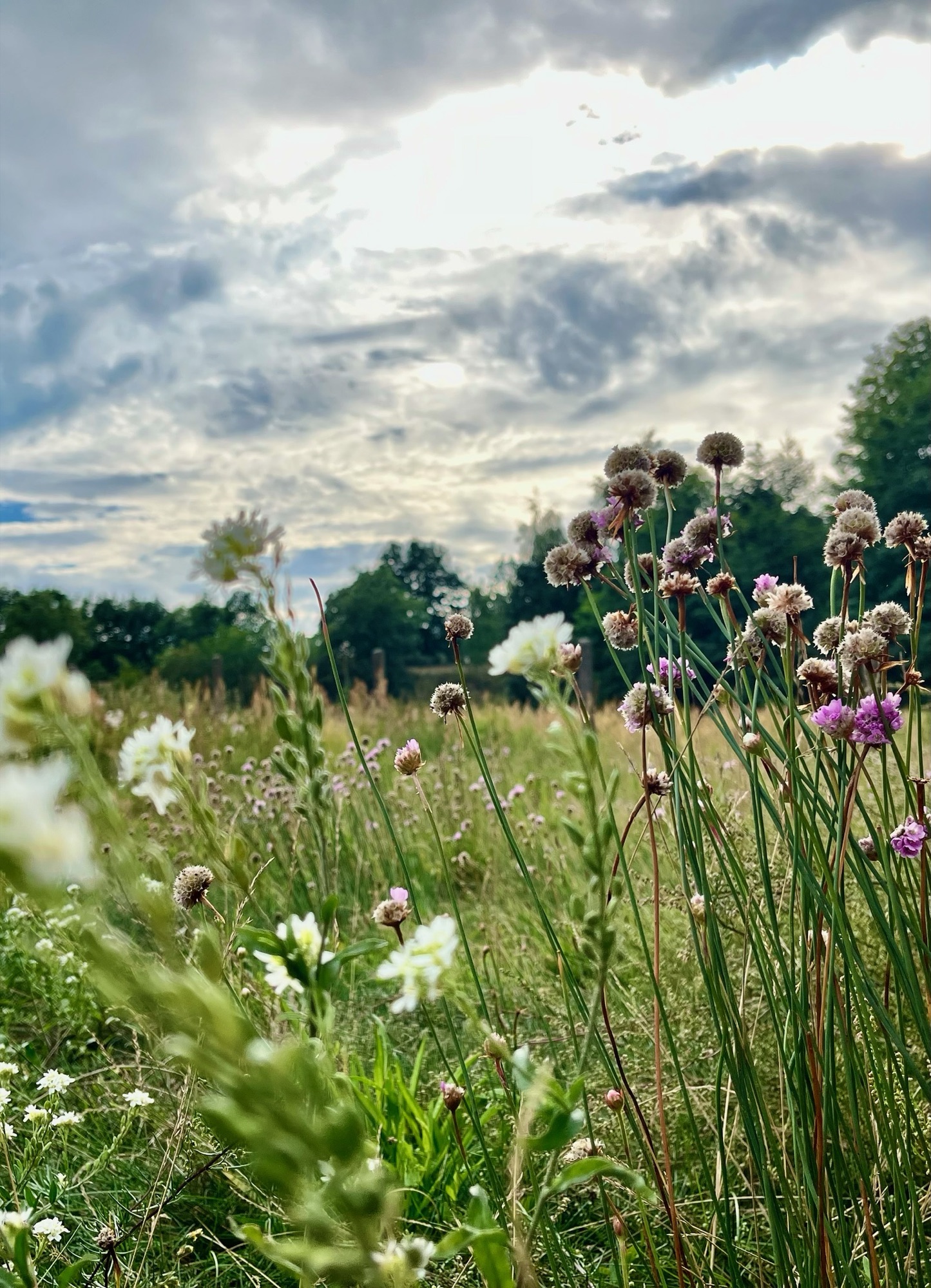 Blühende Sommerwiese unter einem weiten Wolkenhimmel