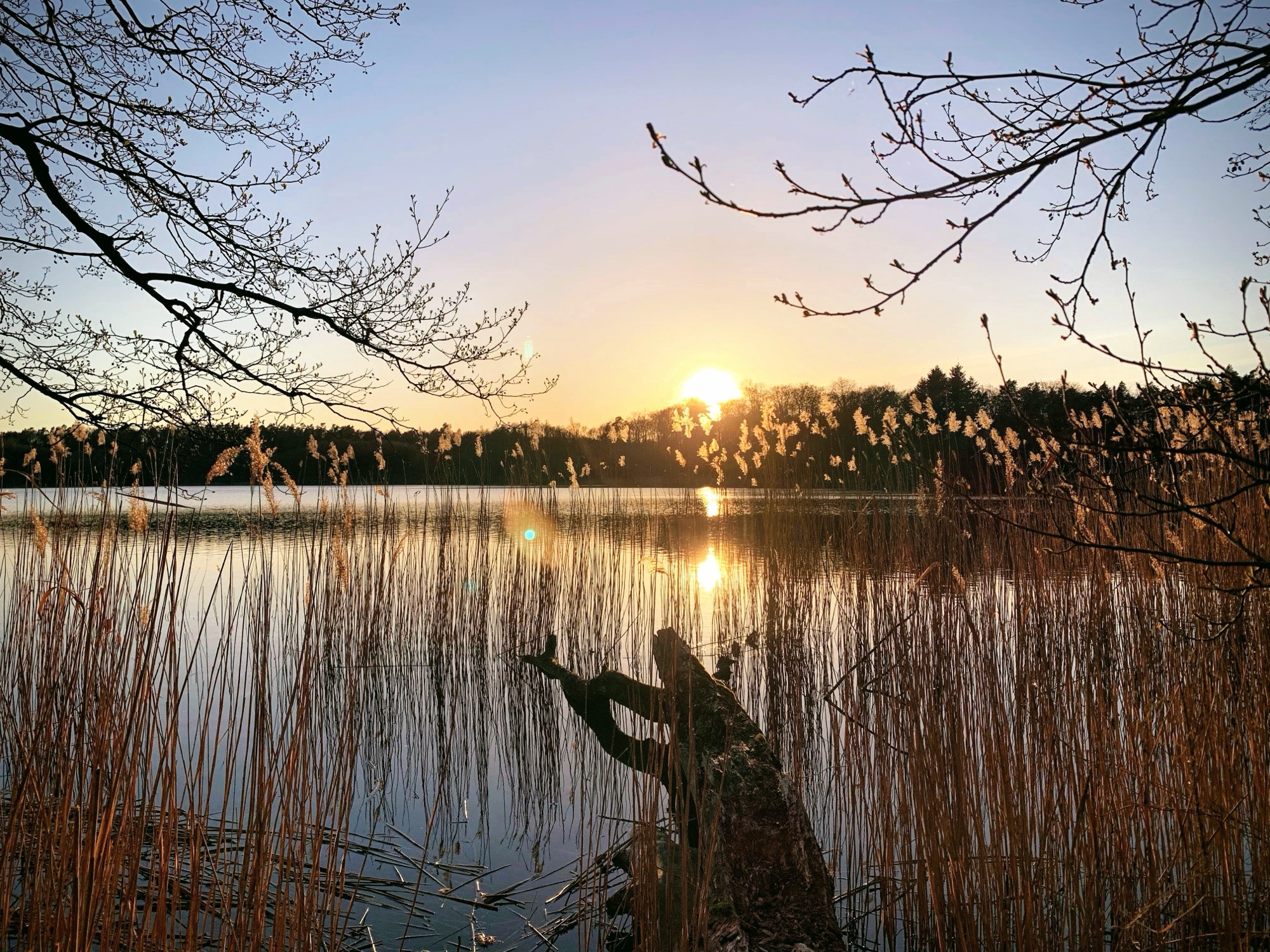 Abendrot über dem Grimnitzsee mit dichtem Schilfgürtel