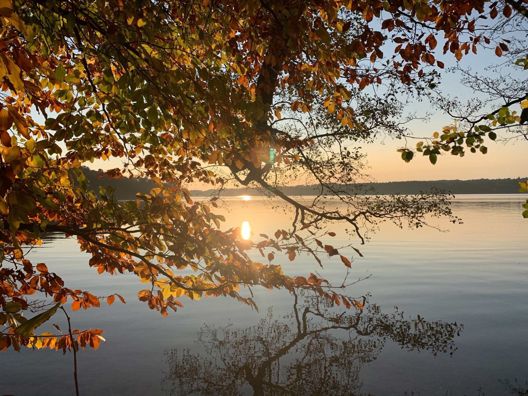 Herbstlaub über dem stillen See in der Abendsonne