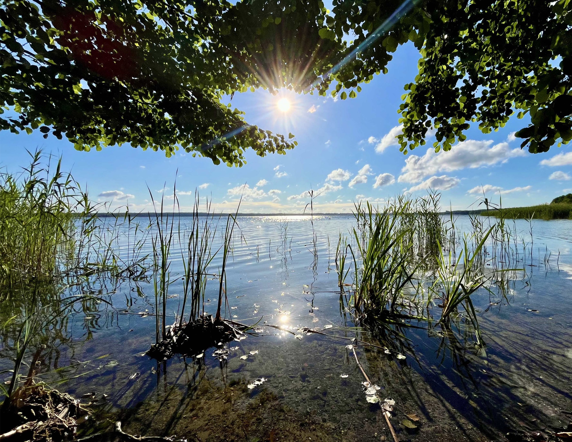 Sonne über dem Grimnitzsee, Schilfhalme im flachen Uferwasser