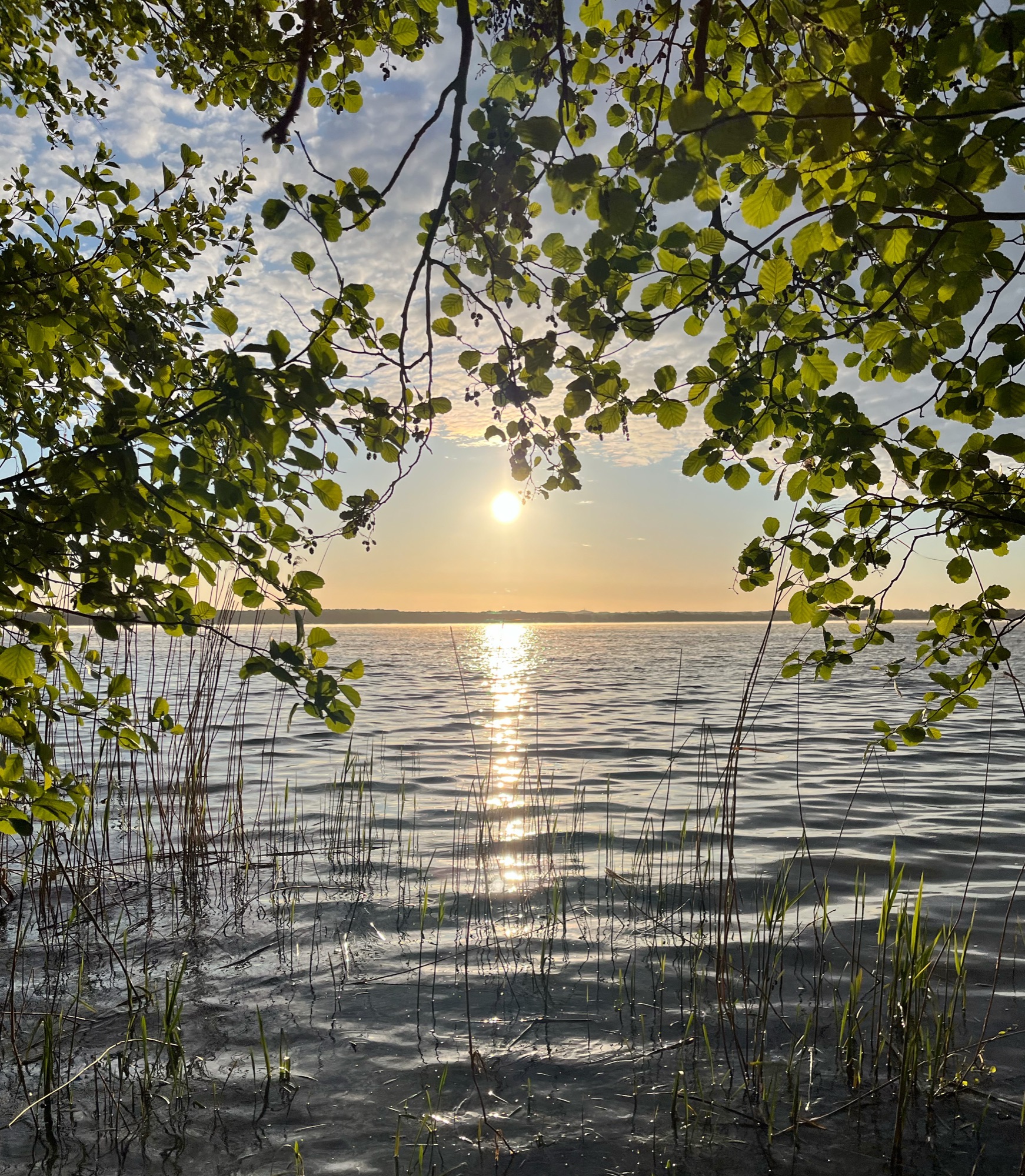 Sonnenuntergang über dem Grimnitzsee, gerahmt von Blättern