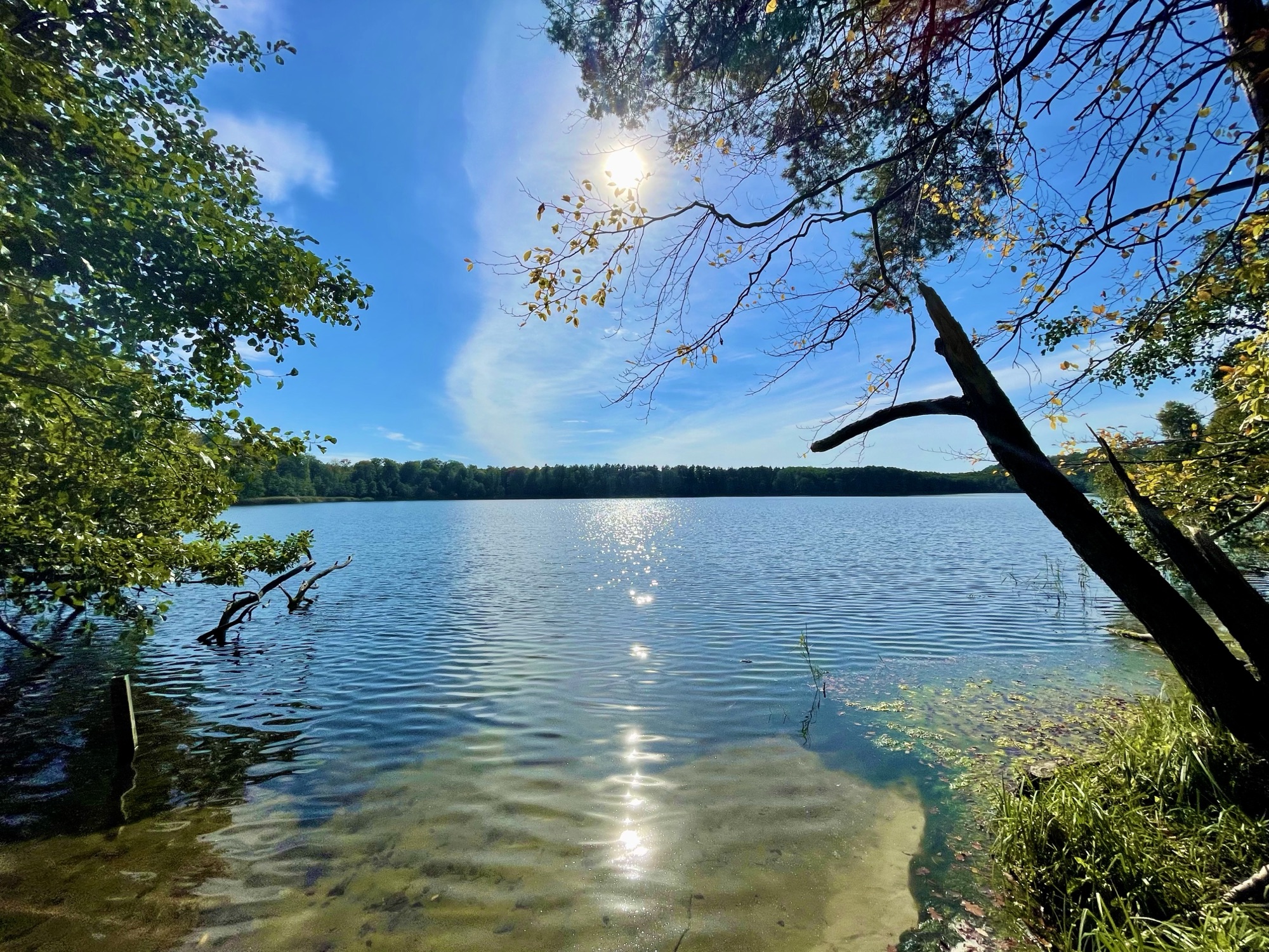Sonnenglitzern auf dem See, Blick vom bewachsenen Ufer