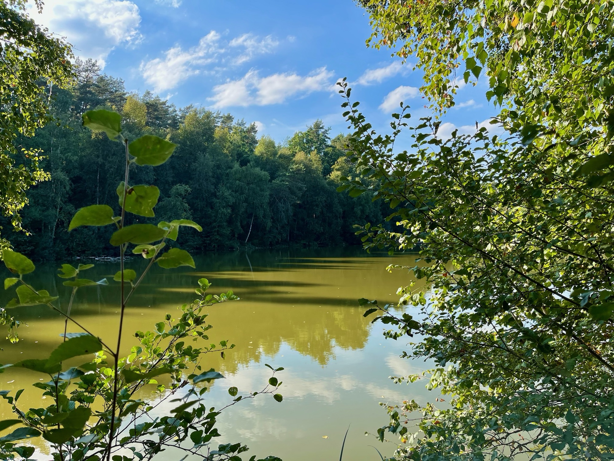 Stiller Waldsee, gerahmt von frischem Laub