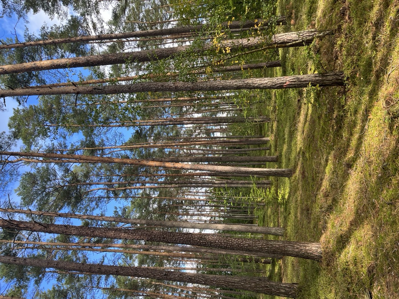 Kiefernwald in der Schorfheide im Sonnenlicht